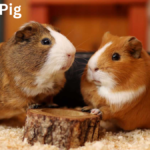 Guinea Pig