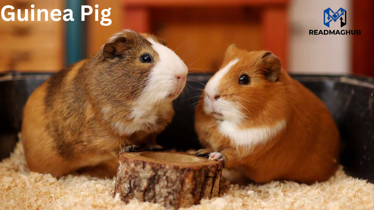 Guinea Pig