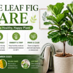 Sleepy Girl Mocktail Recipe Fiddle Leaf Fig Care